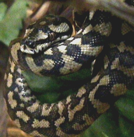 Carpetpython1