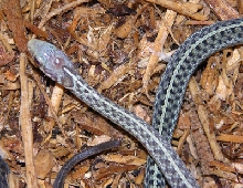 Normal and hypomelansitic eastern garter snakes