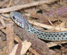 Hypomelanistic eastern garter snake