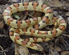 kingsnake