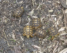 Gopher Tortoise hatchling