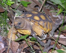 Gopher Tortoise hatchling