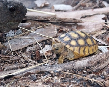 Gopher Tortoise hatchling