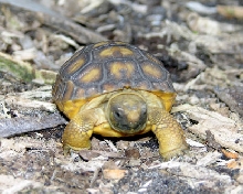 Gopher Tortoise hatchling