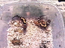New hatchlings