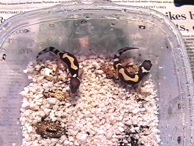 New hatchlings