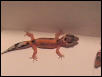 hypostripe1