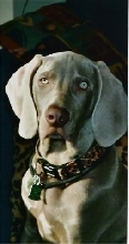Mr. Hemi Lucas