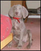 10 wk old Weimaraner
