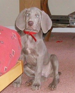 10 wk old Weimaraner