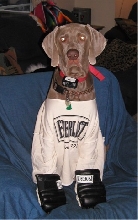 Weimaraner Or Boxer?