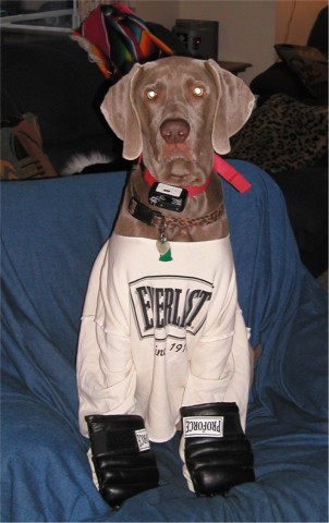 Weimaraner Or Boxer?