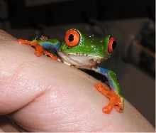 Red Eye Tree Froggie
