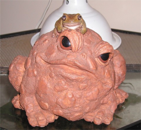 Who's the Real Frog