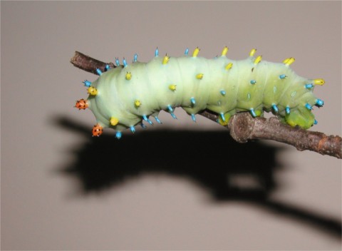 What is this?
