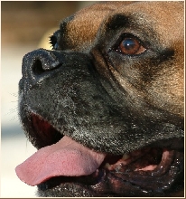 Dreaming dog