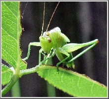 Thinker