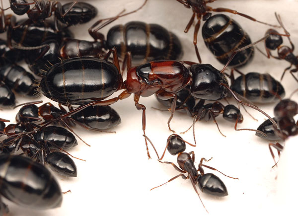 "Camponotus hyatti"  Copy write Alex Wild 2003