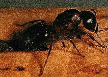 Carpenter Ant