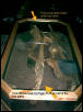leo terarium
