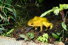 Terriblilis thoungue shot