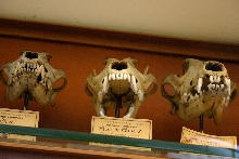 dog sculls