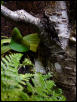 CF leachianus