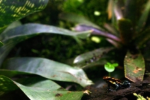 Oophaga ventrimaculatus