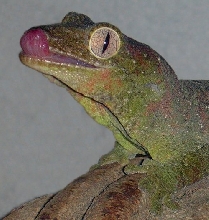 R. chahoua male
