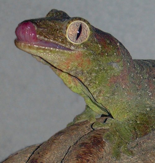 R. chahoua male
