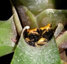 phyllobates terribilis