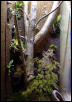 leachianus terarium