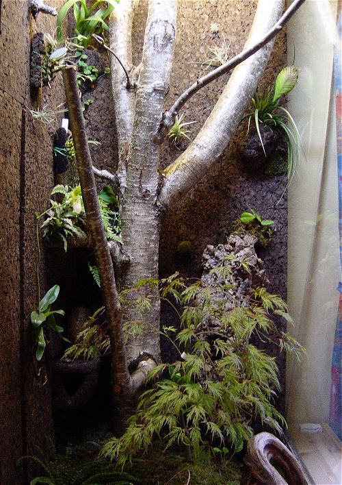 leachianus terarium