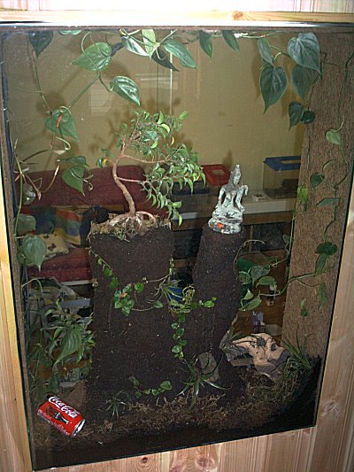 my lepidodactylus terarium