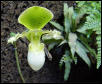 mouring gecko on orchid