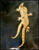 very wierd.. Mating leipidodactylus lugubris
