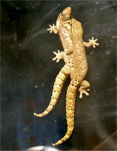 very wierd.. Mating leipidodactylus lugubris