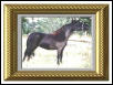 Miniature Mare Sassy