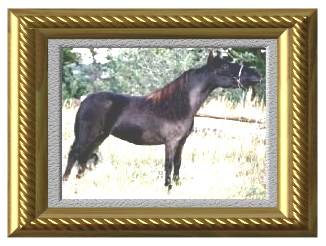 Miniature Mare Sassy