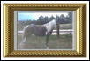 AMHA Miniature Mare Lilly