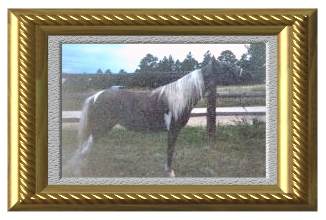 AMHA Miniature Mare Lilly