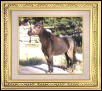 Miniature Mare
