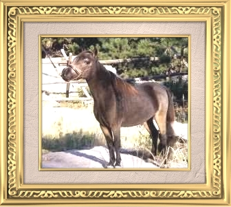 Miniature Mare