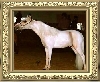 Dobson's Miniature Horses