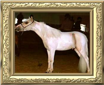 Dobson's Miniature Horses