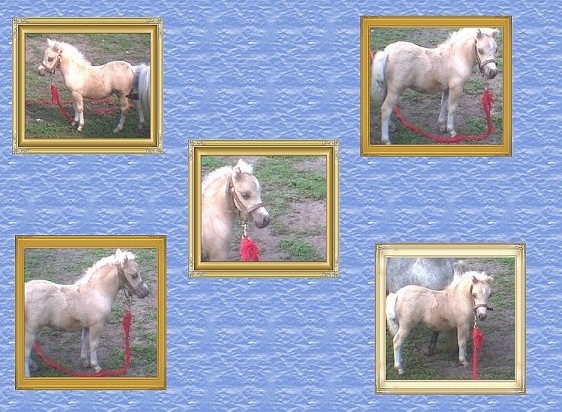Picture Of A Cameo
