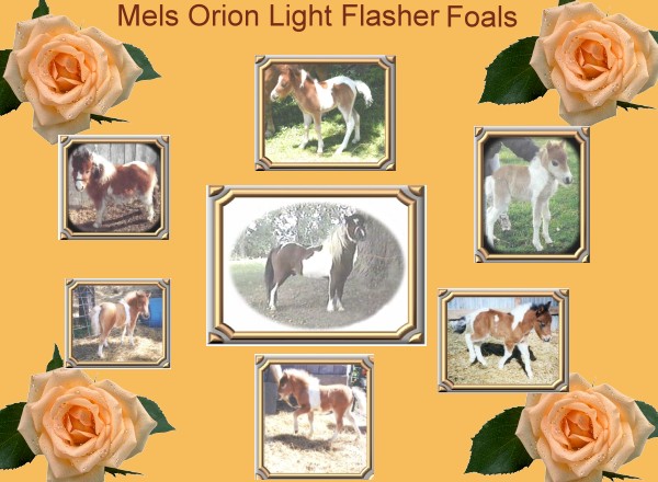 AMHA Miniature Stallion