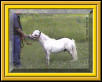 Miniature stallion