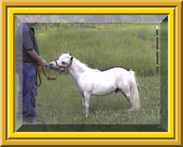 Miniature stallion