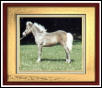 AMHA Miniature Filly